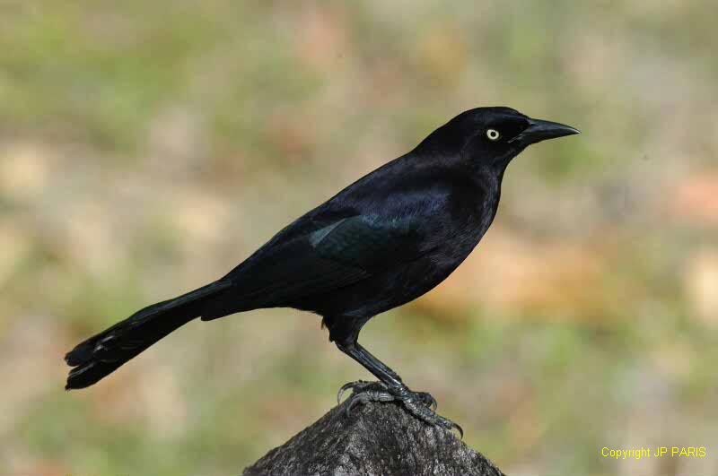 Quiscalus lugubris